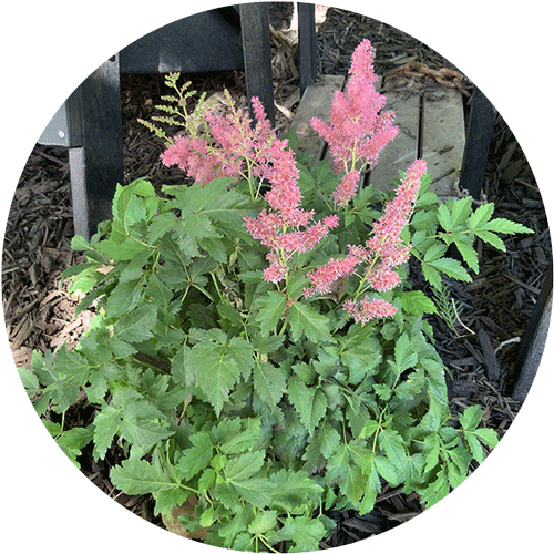 An Astilbe plant with pink blooms.